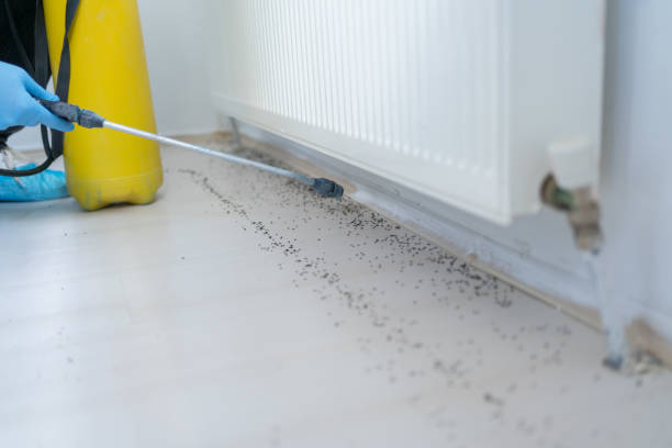Best Wasp Removal Services  in West Branch, IA